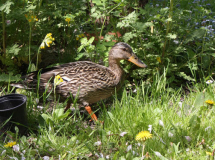 Stockenten