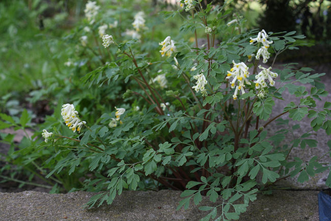Pseudofumaria alba