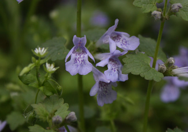 Glechoma hederacea