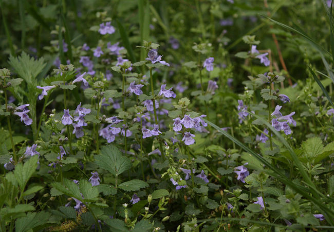 Glechoma hederacea