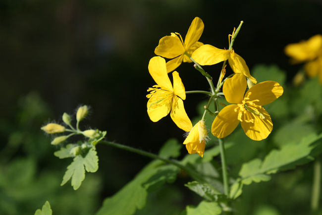 Chelidonium majus