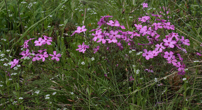 Phlox x procumbens