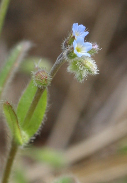 Myosotis ramosissima