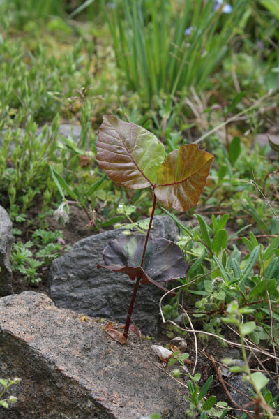 Fagus sylvatica