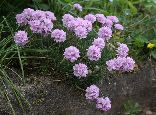 Armeria juniperifolia RÖSCHEN
