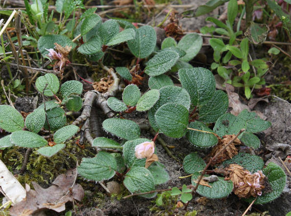 Salix reticulata