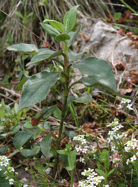 Cistus laurifolius