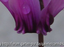 C. graecum - Detail