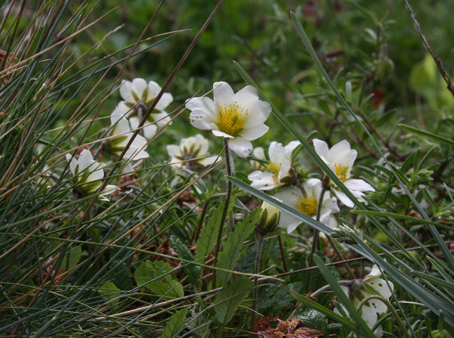 Dryas octopetala
