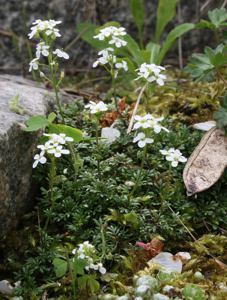 Hutchinsia (Hornungia) alpina subsp. auerswaldii