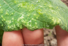 Physalis Ananaskirsche