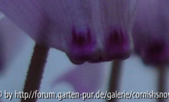 C. mirabile - Detail
