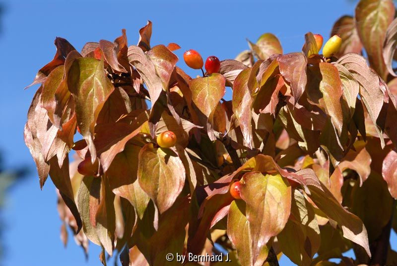 Cornus officinalis
