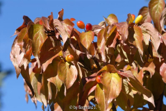 Cornus officinalis