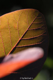 Cotinus dummeri 'Grace'
