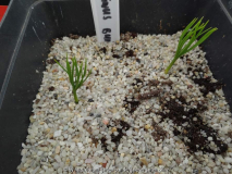 Pinus bungeana Germination May 2015
