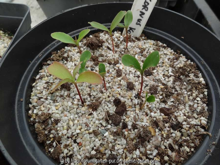 Cornus kousa Germination May 2015