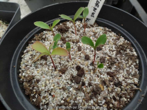 Cornus kousa Germination May 2015
