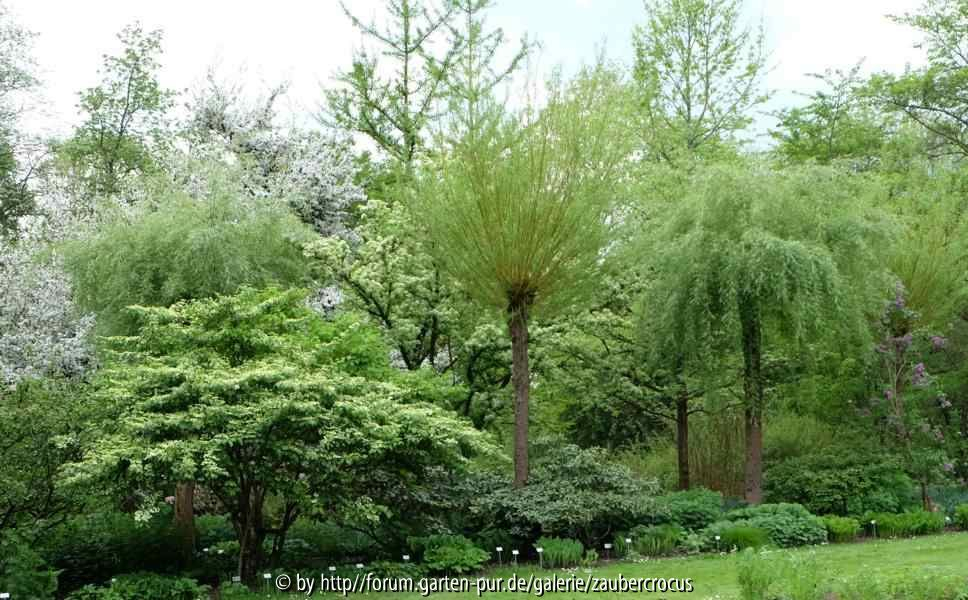 Salix.