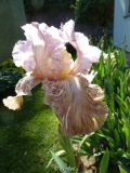 Iris Python'z Parasol