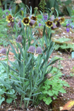Fritillaria pyrenaica