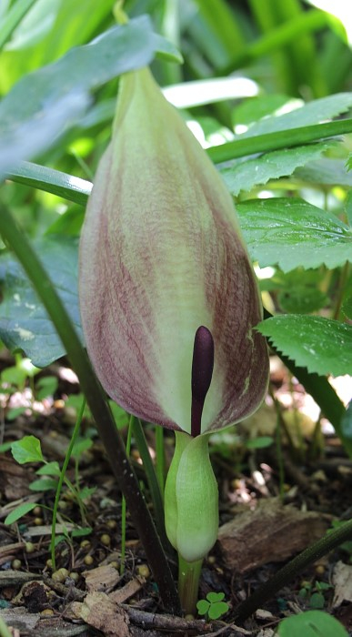 Arum maculatum