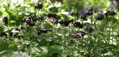 Fritillaria camschatcensis
