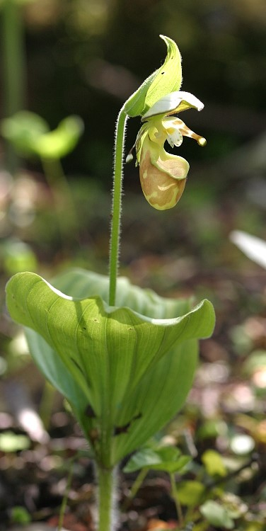 Cypripedium yatabeanum