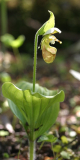 Cypripedium yatabeanum