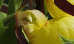 Cypripedium calceolus nah