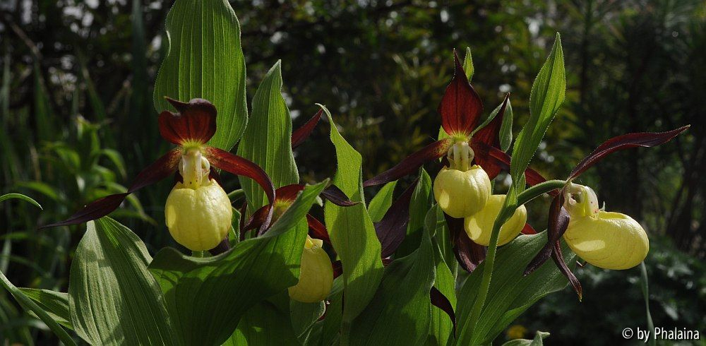 Cypripedium calceolus