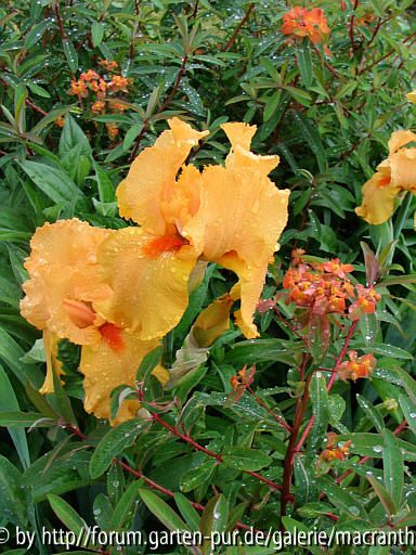 Euphorbia griffithii mit Iris-Barbata-Hyb