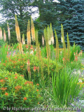 Kniphofien-Hang in Weihenstephan
