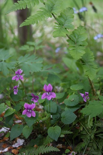 Viola riviniana ROSEA