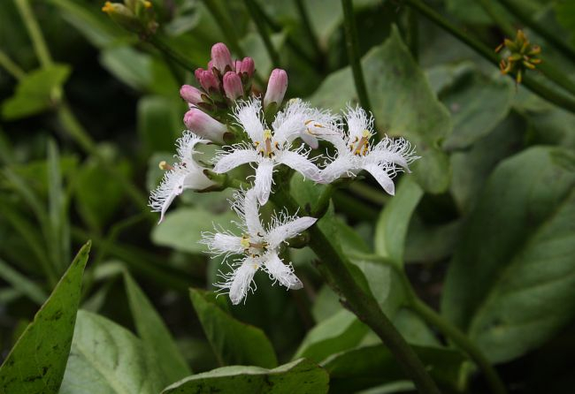 Menyanthes trifoliata