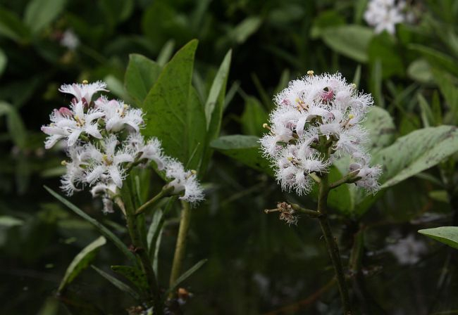 Menyanthes trifoliata