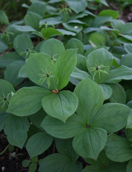 Paris quadrifolia
