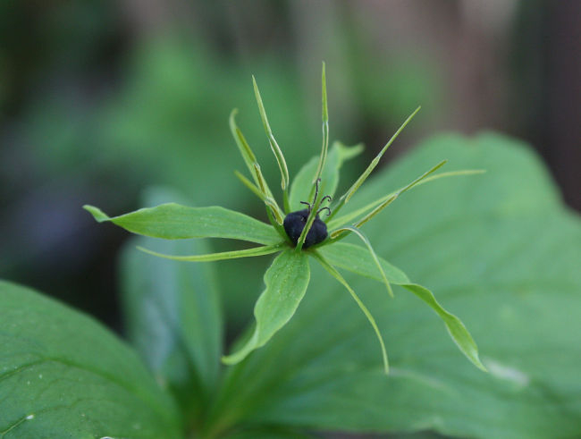 Paris quadrifolia