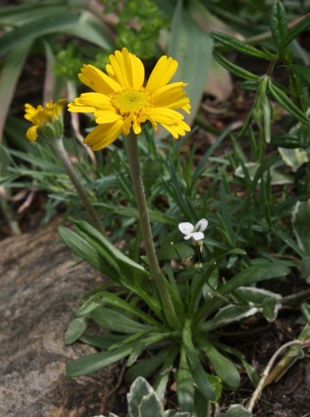 Tetraneuris scaposa