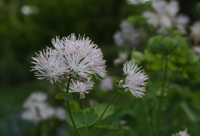 Thalictrum aquilegifolium