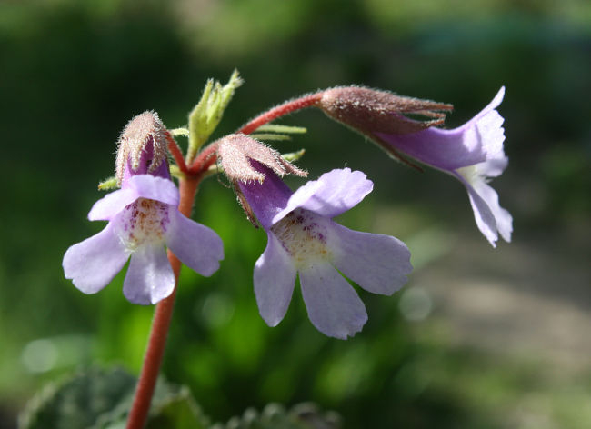 Haberlea rhodopensis