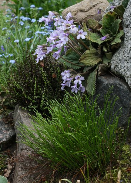 Haberlea rhodopensis, Asplenium septentrionale