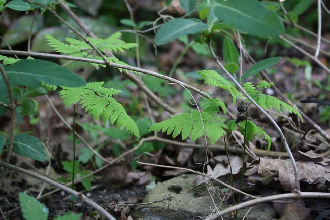 Gymnocarpium dryopteris