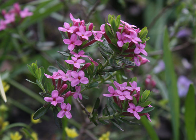 Daphne cneorum