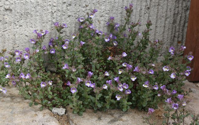 Chaenorrhinum origanifolium