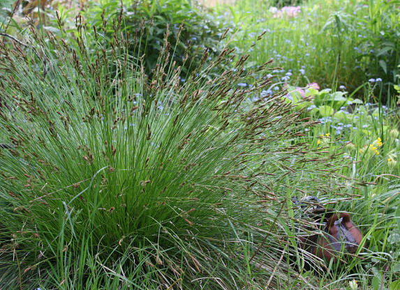 Carex umbrosa