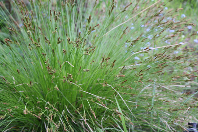 Carex umbrosa