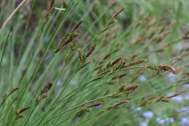 Carex umbrosa