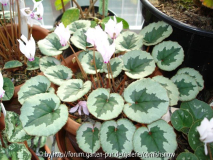 Cyclamen mirabile 'Tile Barn Nicholas' 2