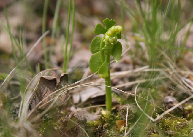 Botrychium lunaria